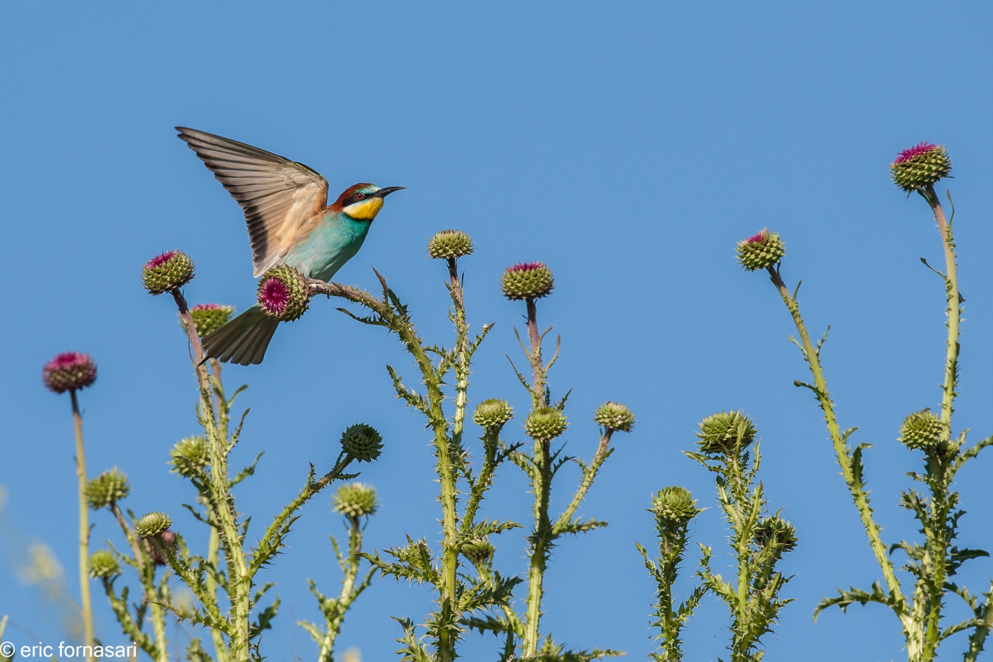guepiers-roumanie-2014-370-46.jpg