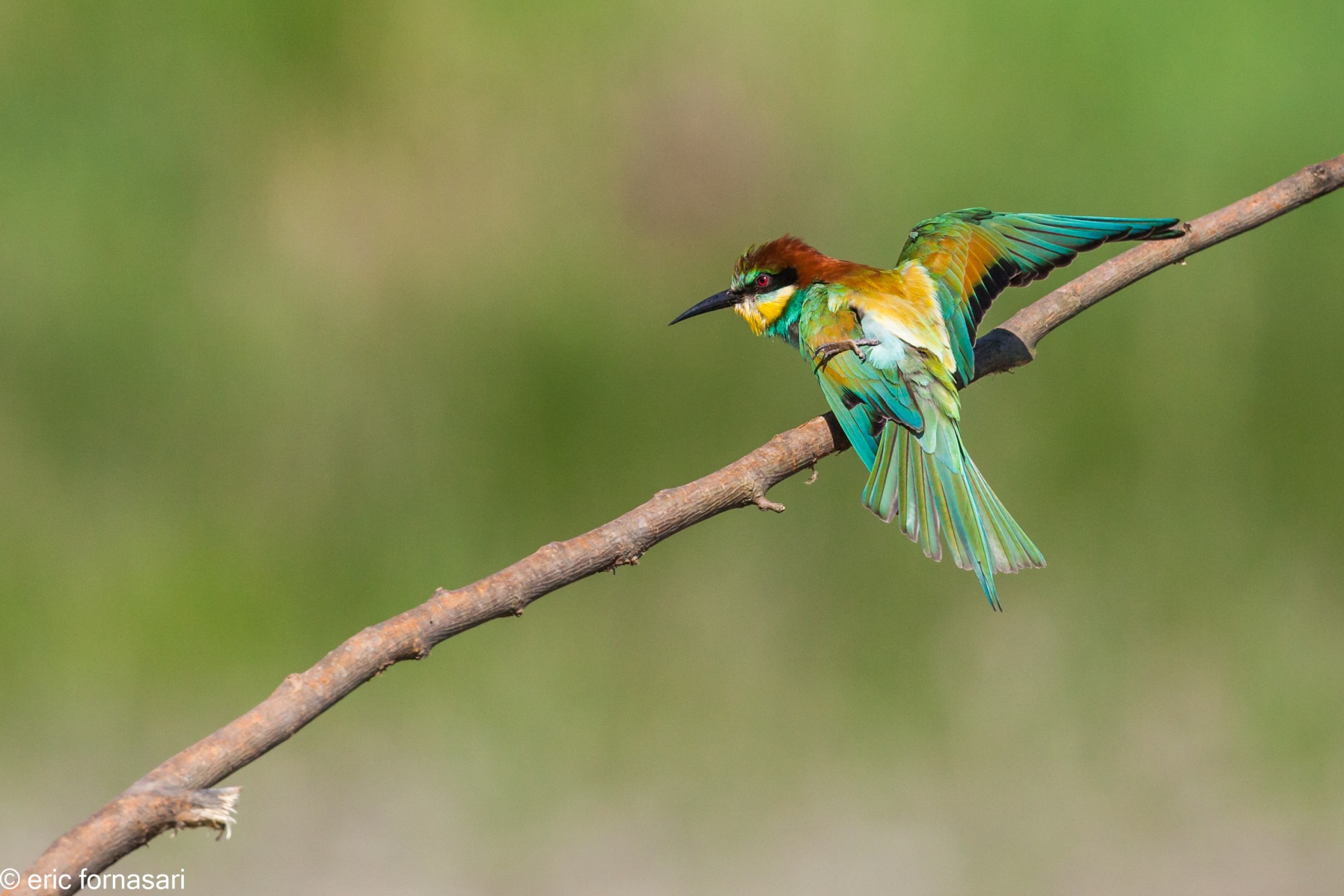 guepiers-roumanie-2014-435-47.jpg