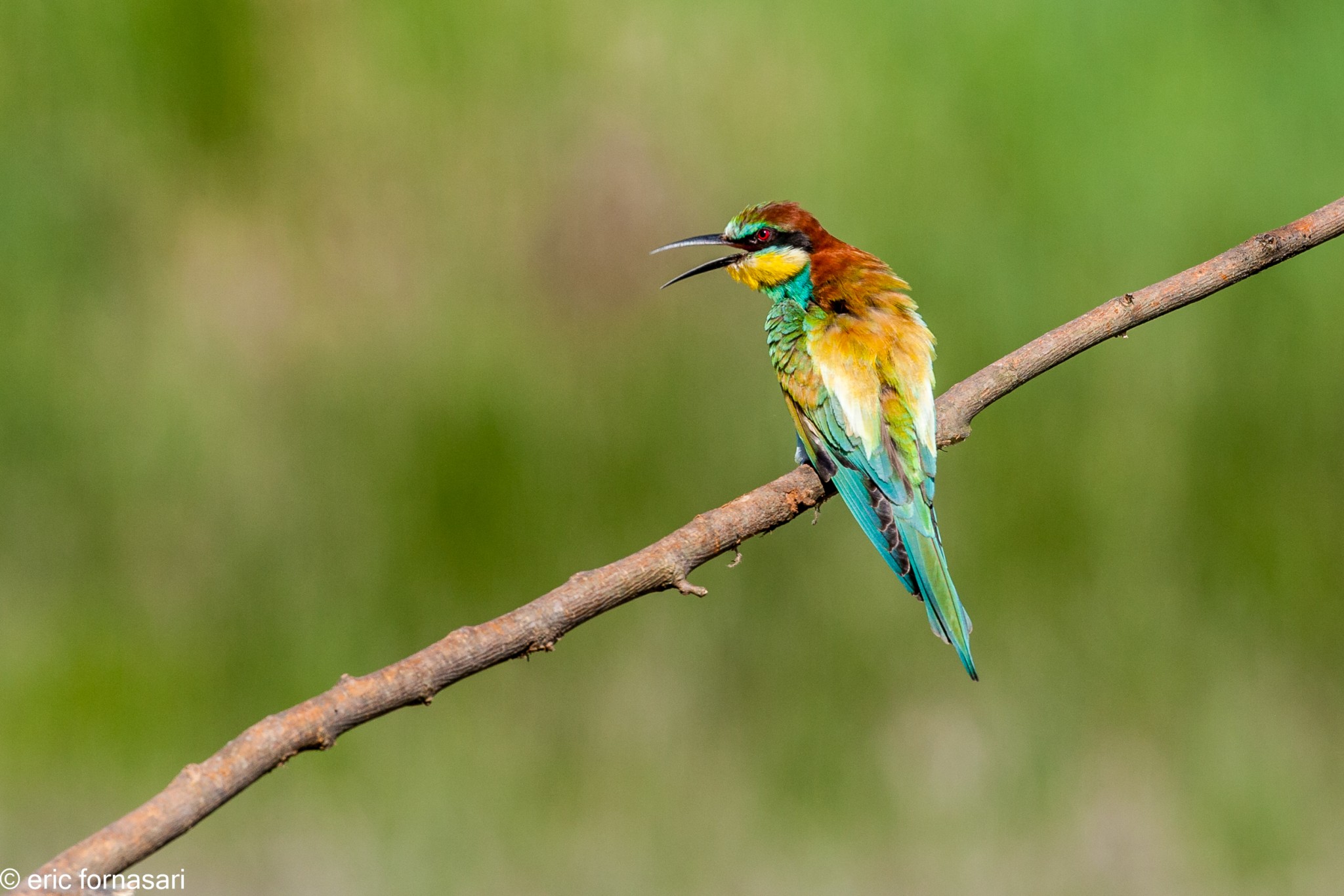 guepiers-roumanie-2014-453-48.jpg