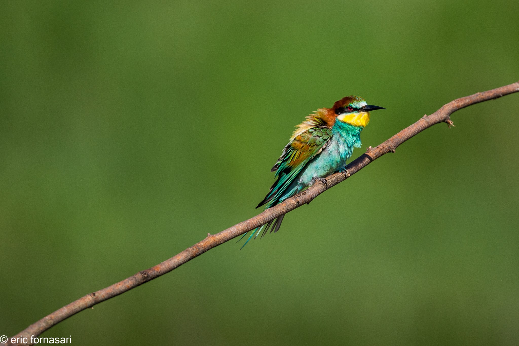 guepiers-roumanie-2014-477-49.jpg