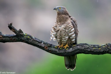 abreuvoir-macin-2014-349-40.jpg