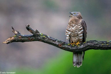 abreuvoir-macin-2014-364-41.jpg