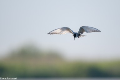 delta-danube-2014-114-8.jpg