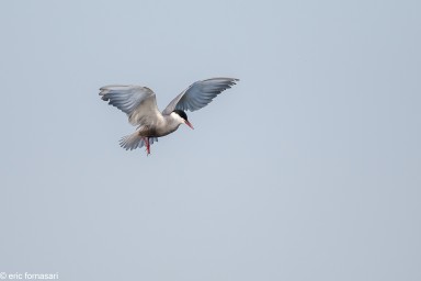 delta-danube-2014-127-9.jpg