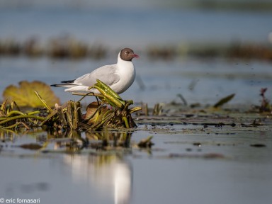 delta-danube-2014-143-10.jpg