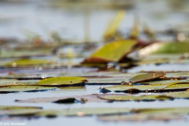 delta-danube-2014-159-11.jpg