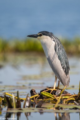 delta-danube-2014-197-13.jpg