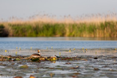 delta-danube-2014-224-16.jpg