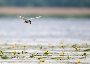 delta-danube-2014-303-37.jpg