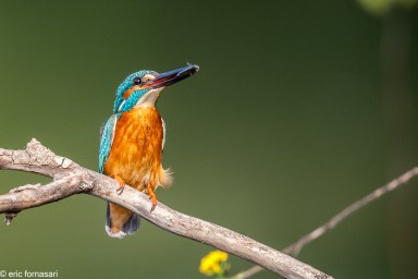 ROUMANIE