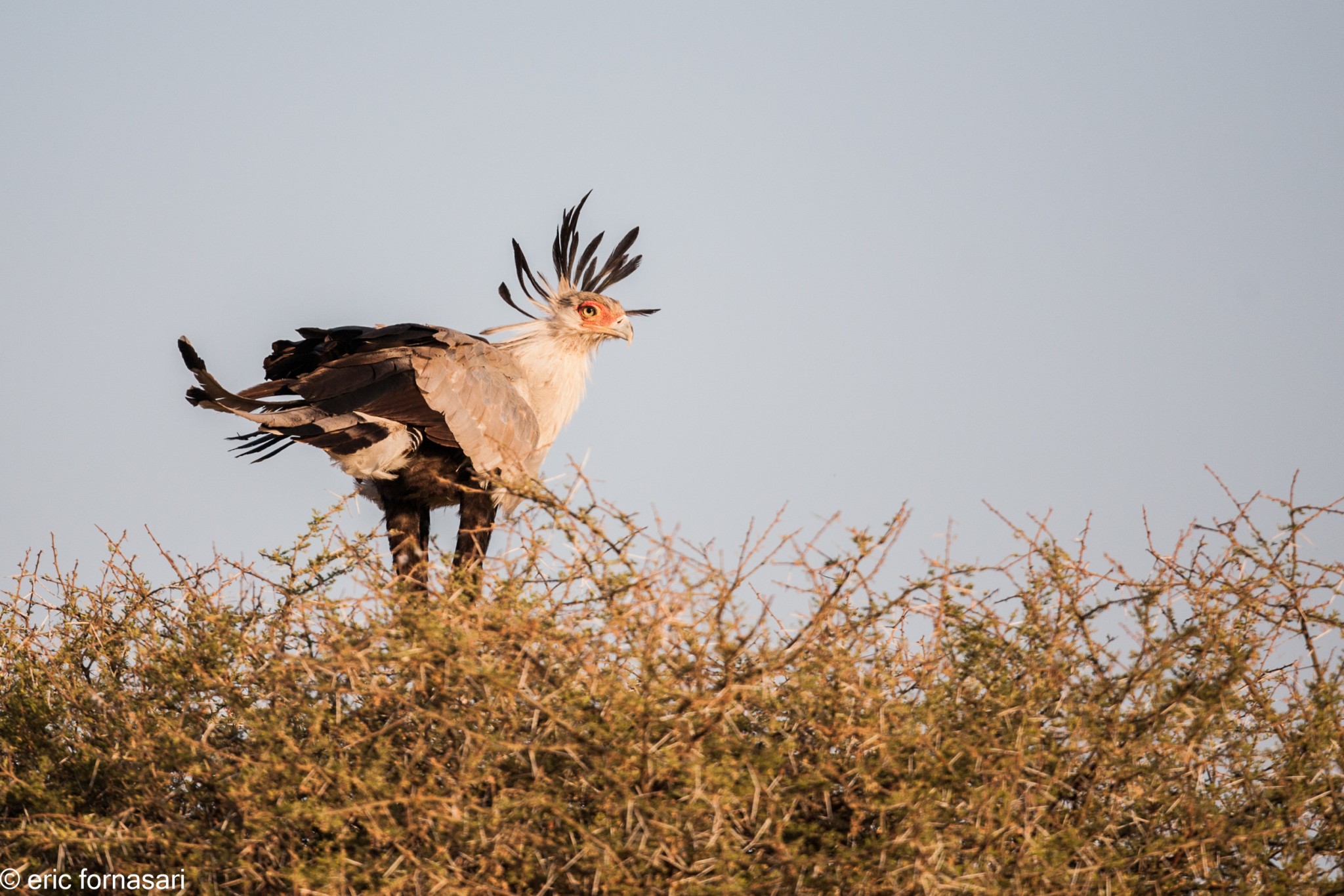aigle-secrétaire---tarangire-14-juin-2011-9-9.jpg