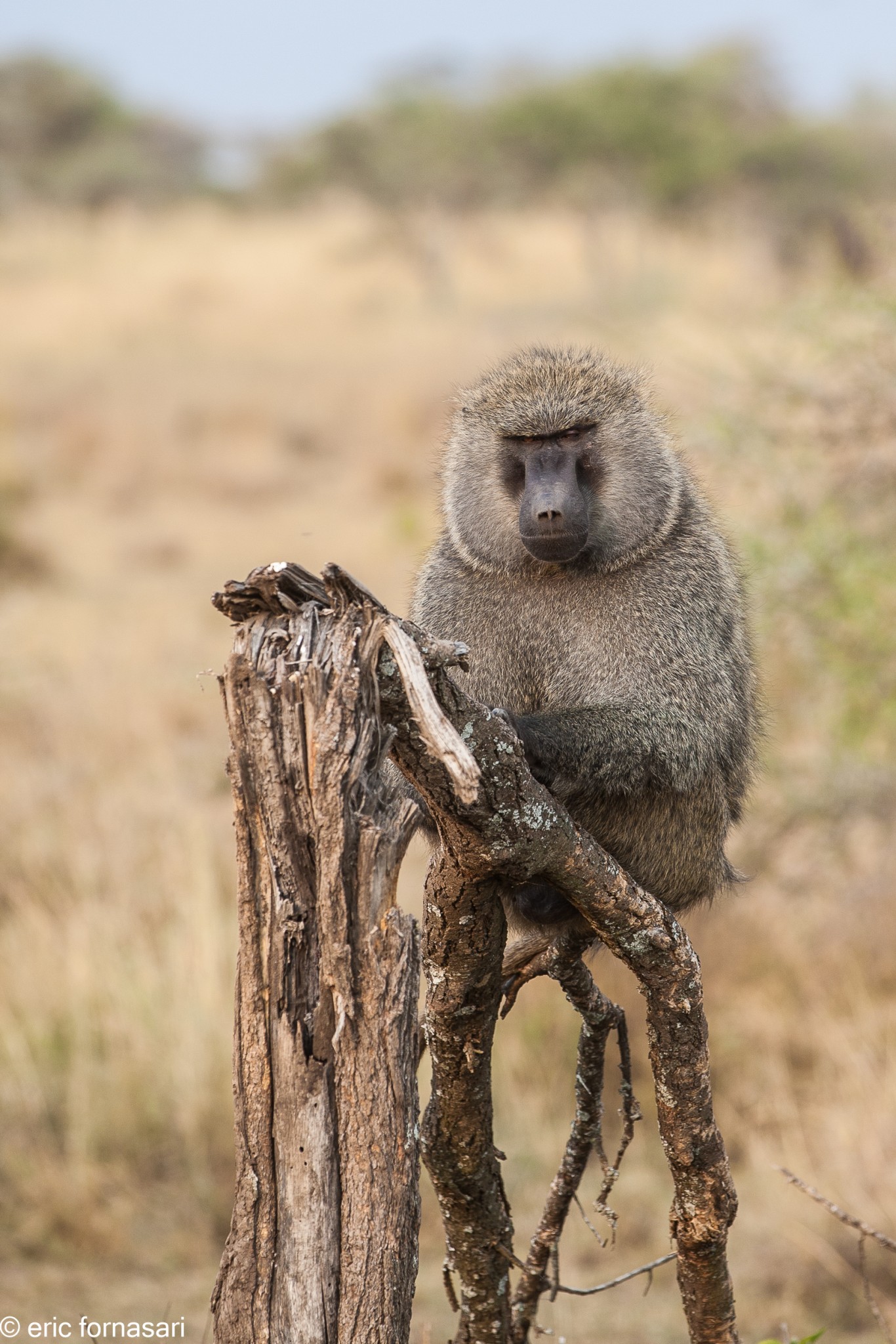 babouin---serengeti-19-juin-2011-10-77.jpg