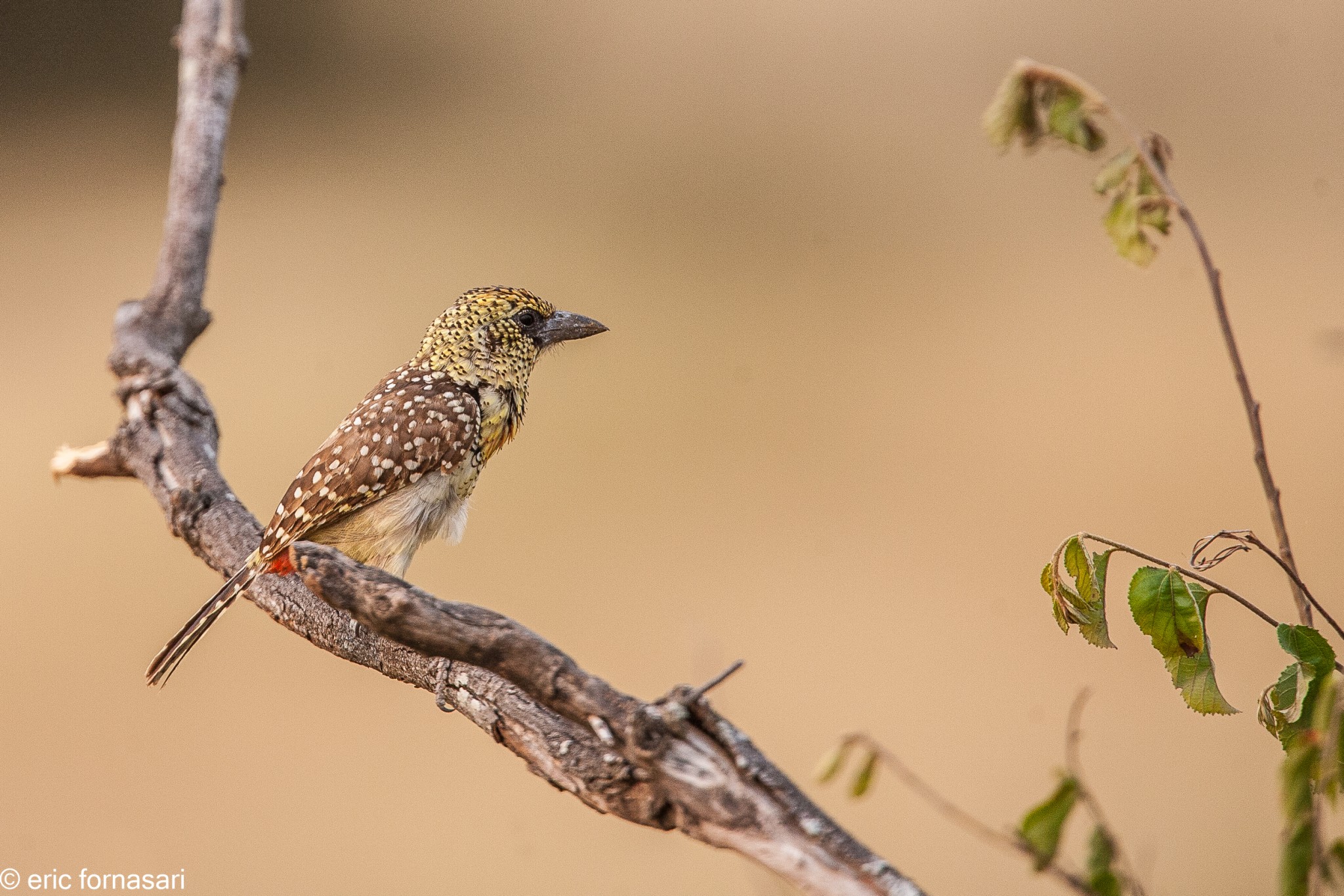 barbican-d'arnaud---serengeti-20-juin-2011-87.jpg