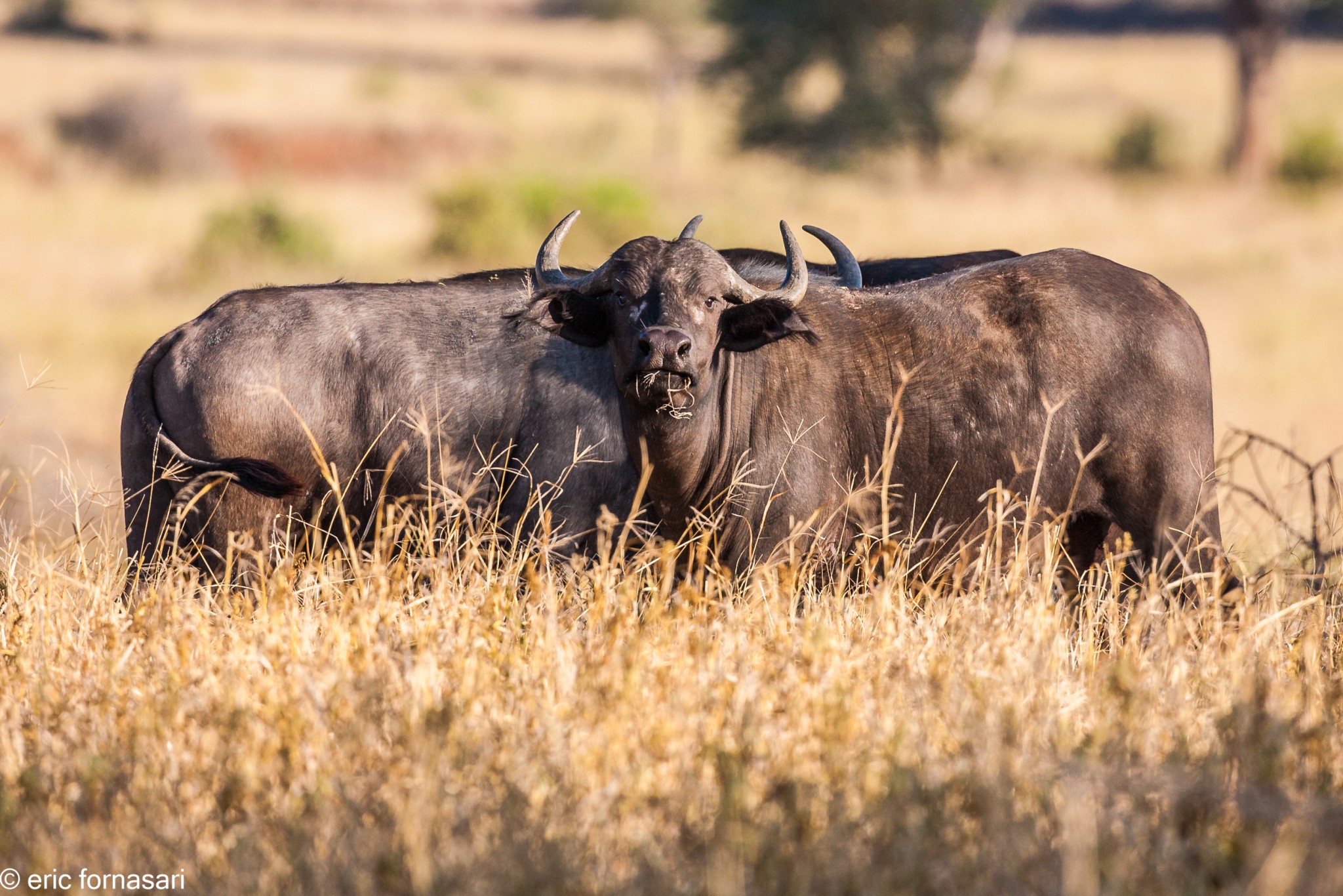 buffles---tarangire-14-juin-2011-4-4.jpg
