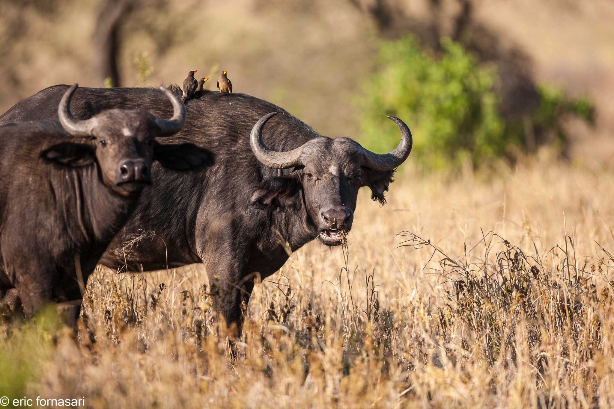 buffles---tarangire-14-juin-2011-7-5.jpg