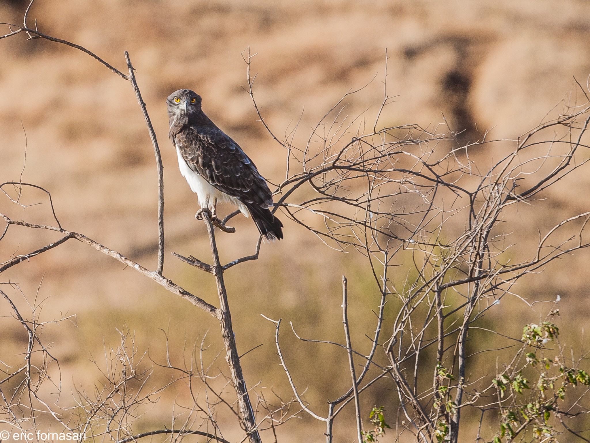 buse-augure---ngorongoro-17-juin-2011-2-41.jpg