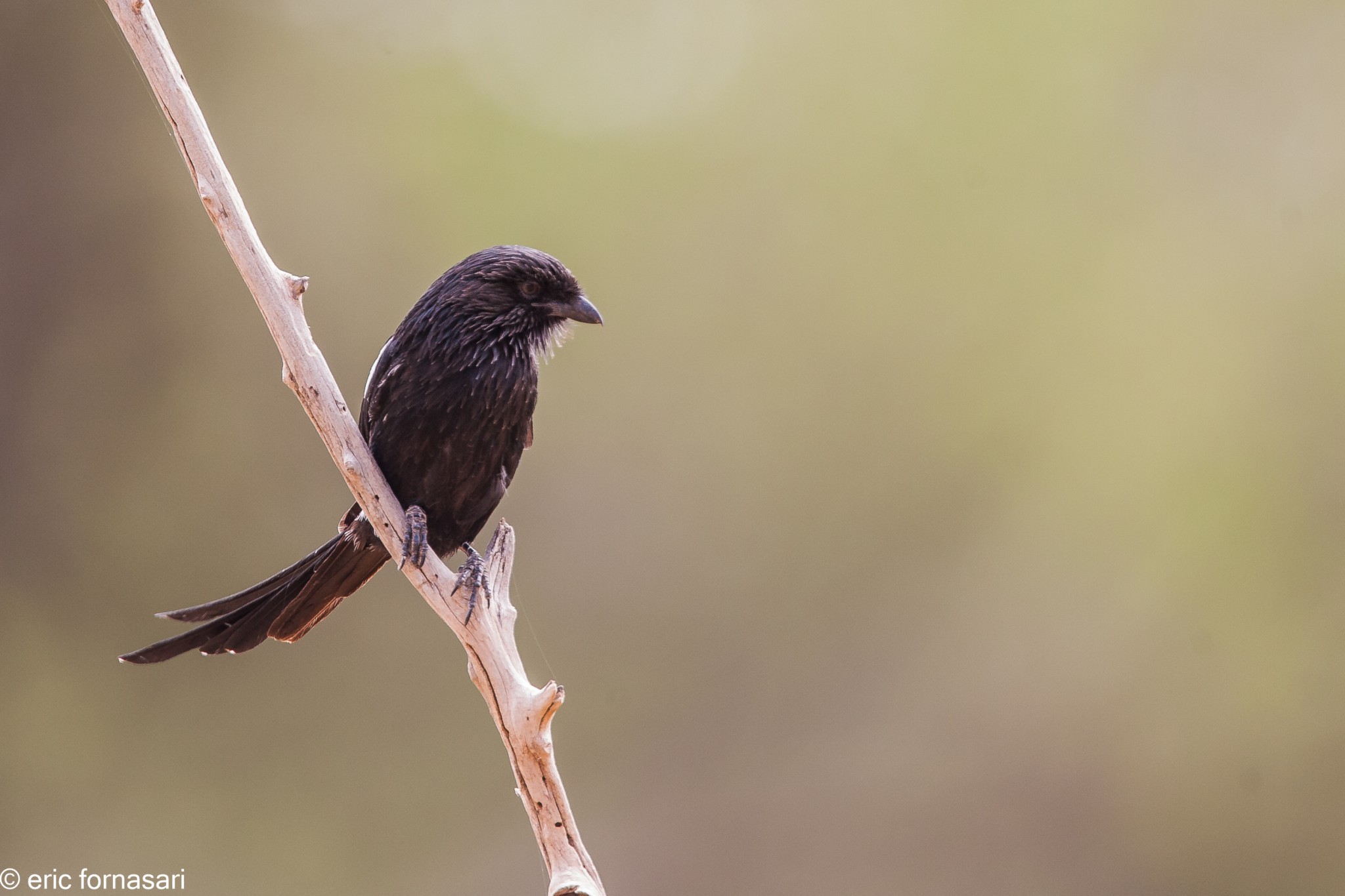 corvinelle---tarangire-15-juin-2011-28.jpg