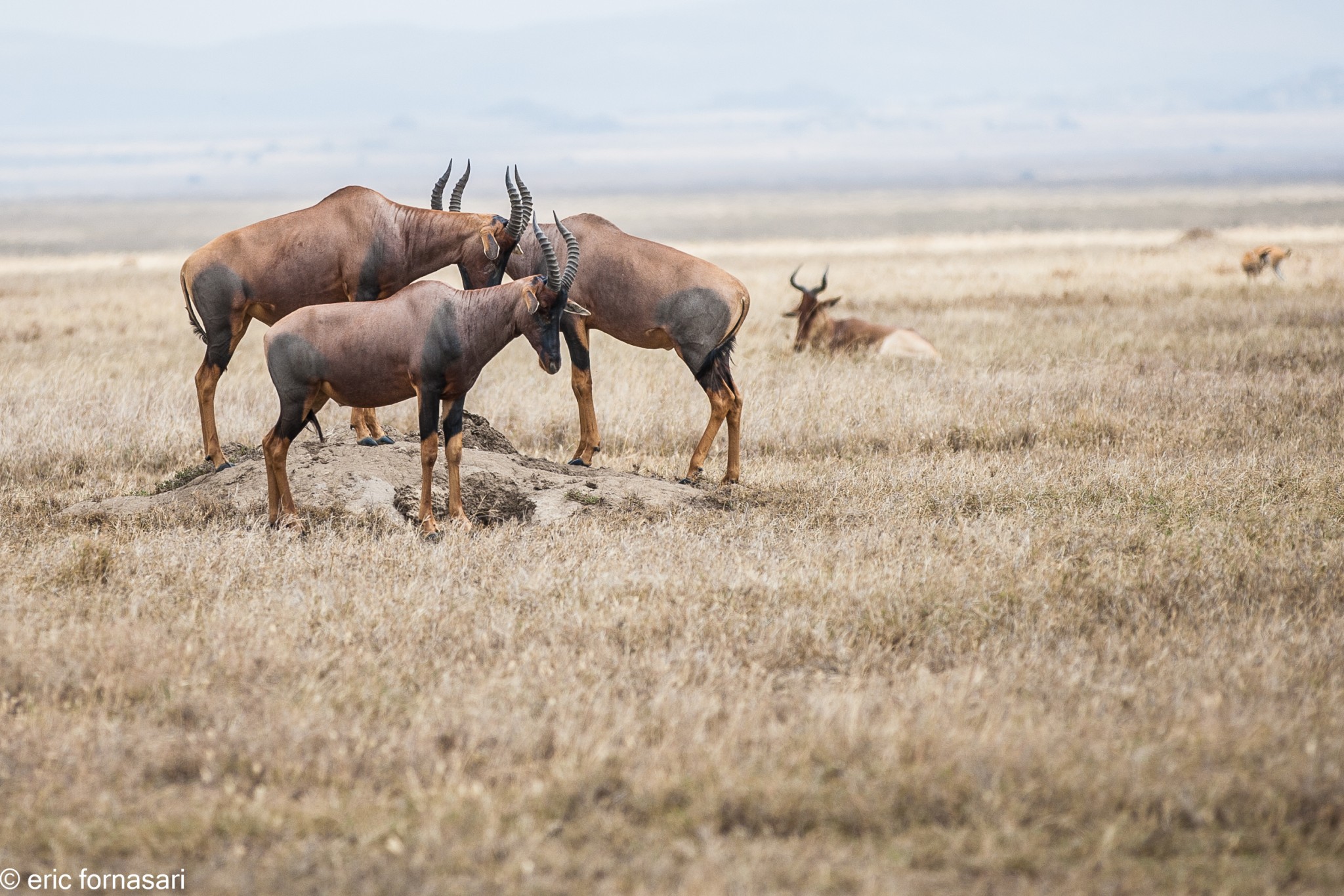 damalisque---serengeti-18-juin-2011-2-52.jpg