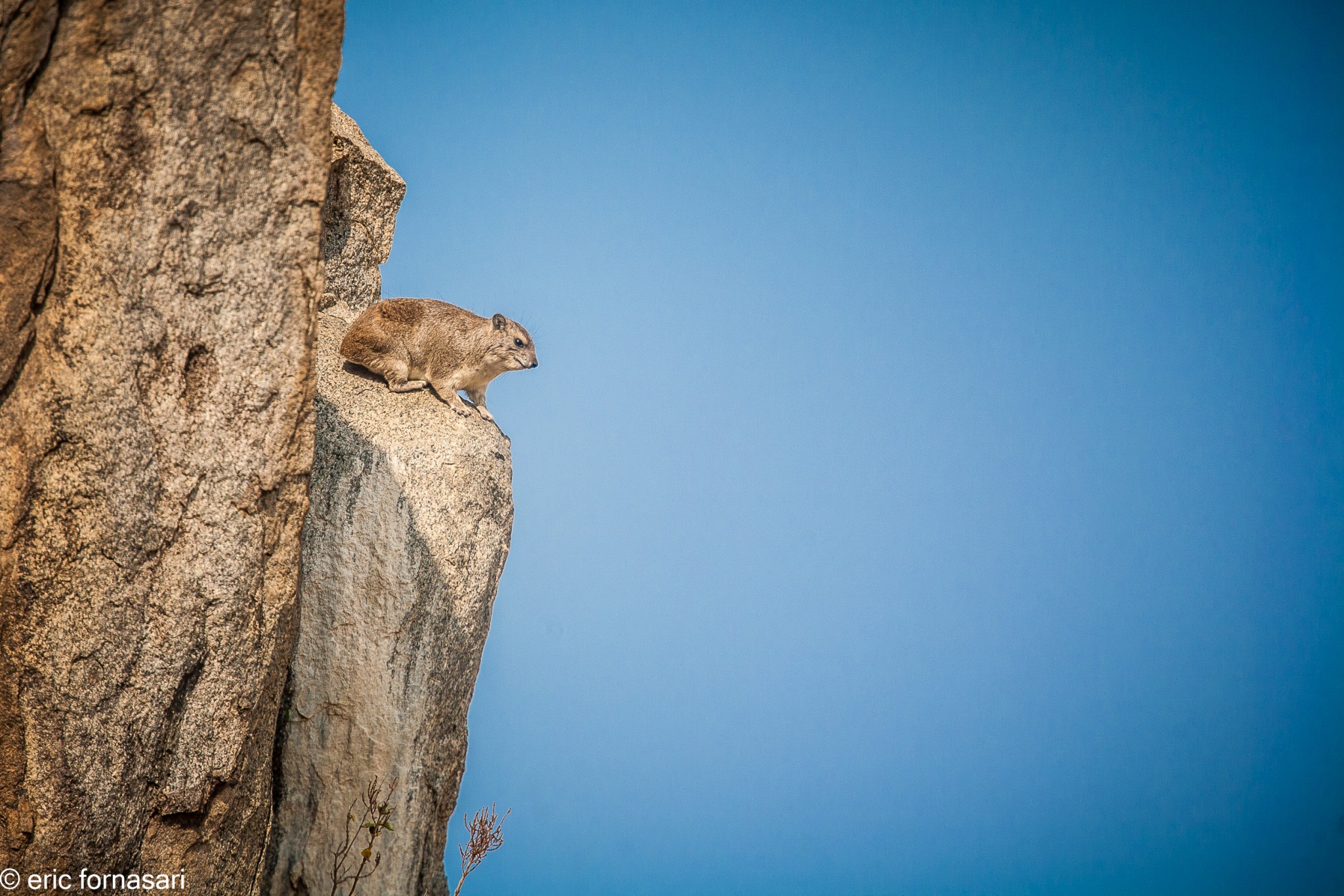 daman-des-rochers---serengeti-19-juin-2011-65.jpg