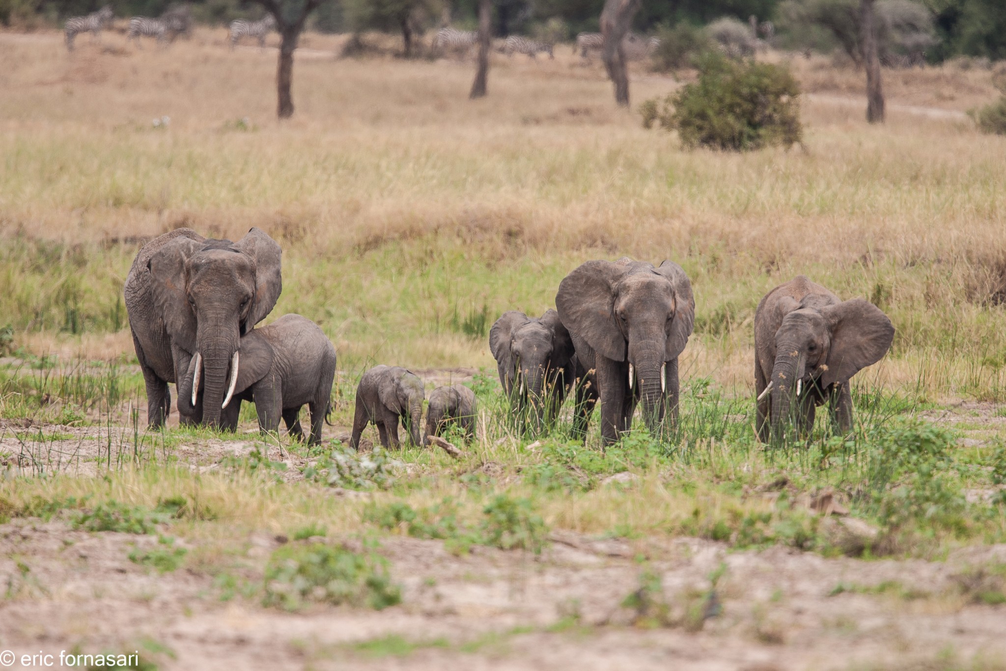 elephant---tarangire-15-juin-2011-18-23.jpg