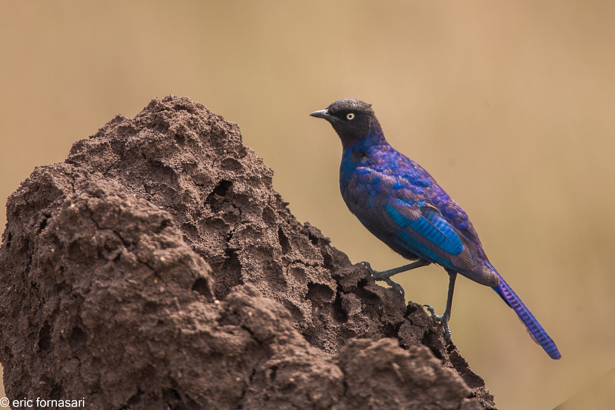 etourneau-metallique---serengeti-19-juin-2011-1-67.jpg