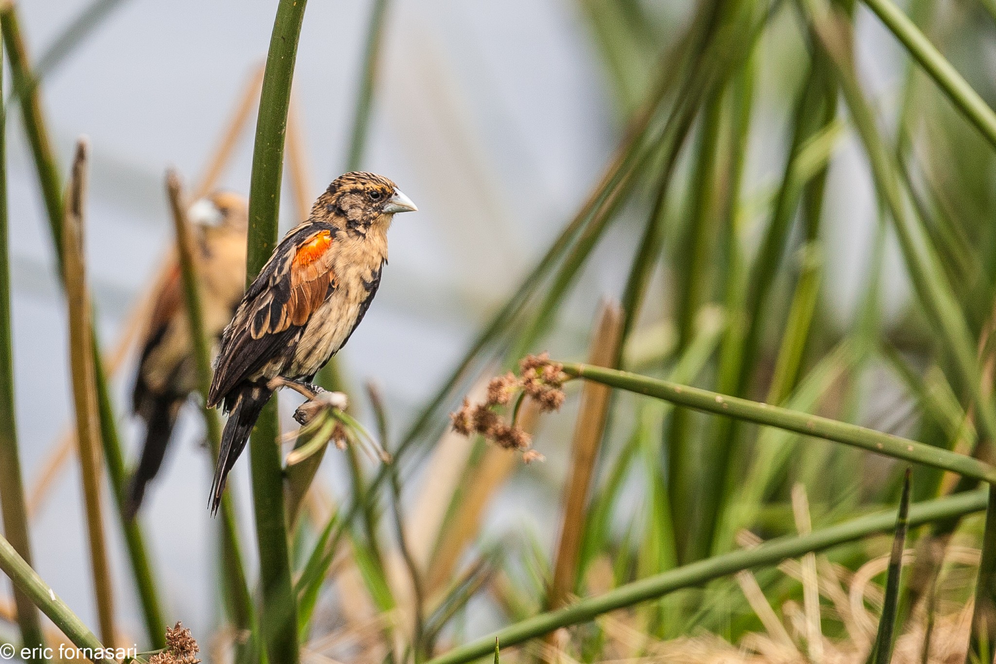 euplecte-à-epaules-orangees---ngorongoro-17-juin-2011-51.jpg