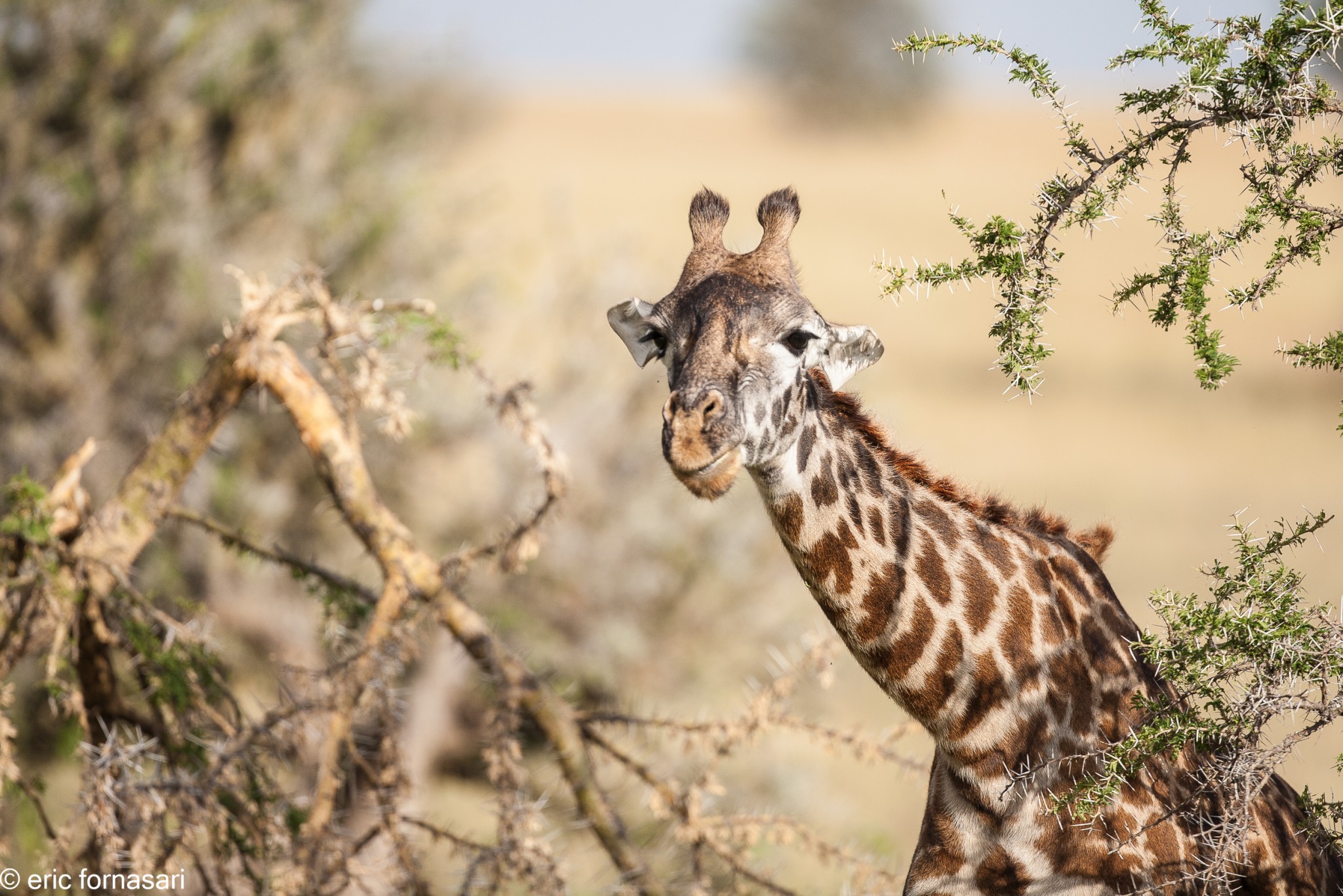 girafe---serengeti-18-juin-2011-1-55.jpg