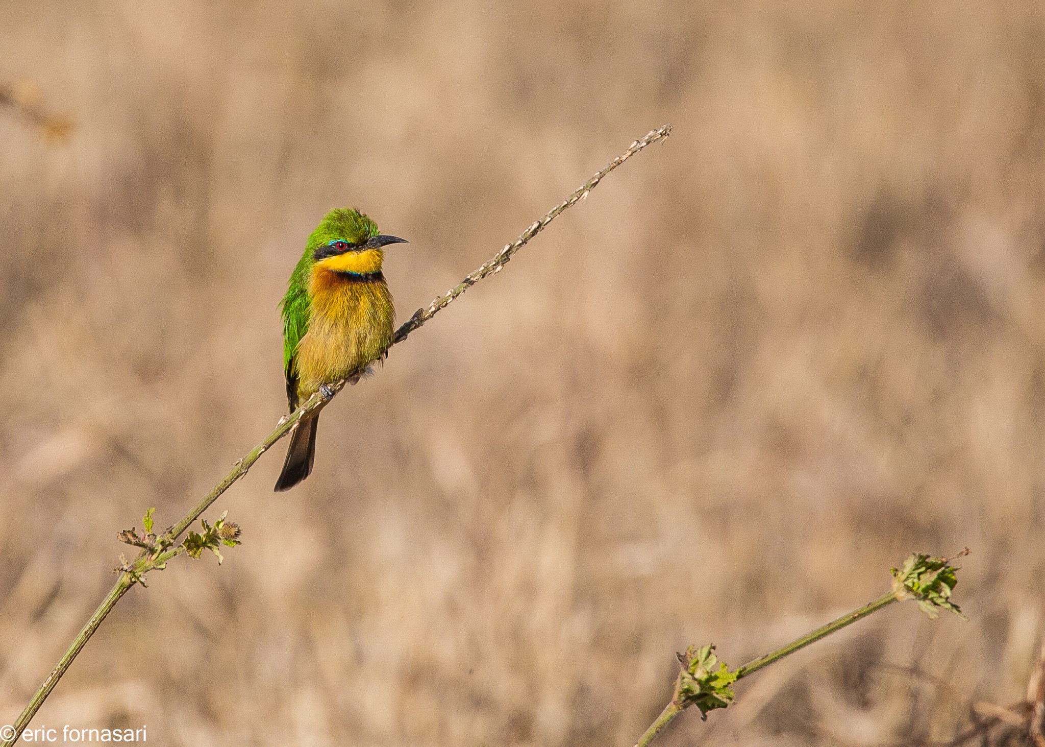 guepier-nain---tarangire-17-juin-2011-42.jpg