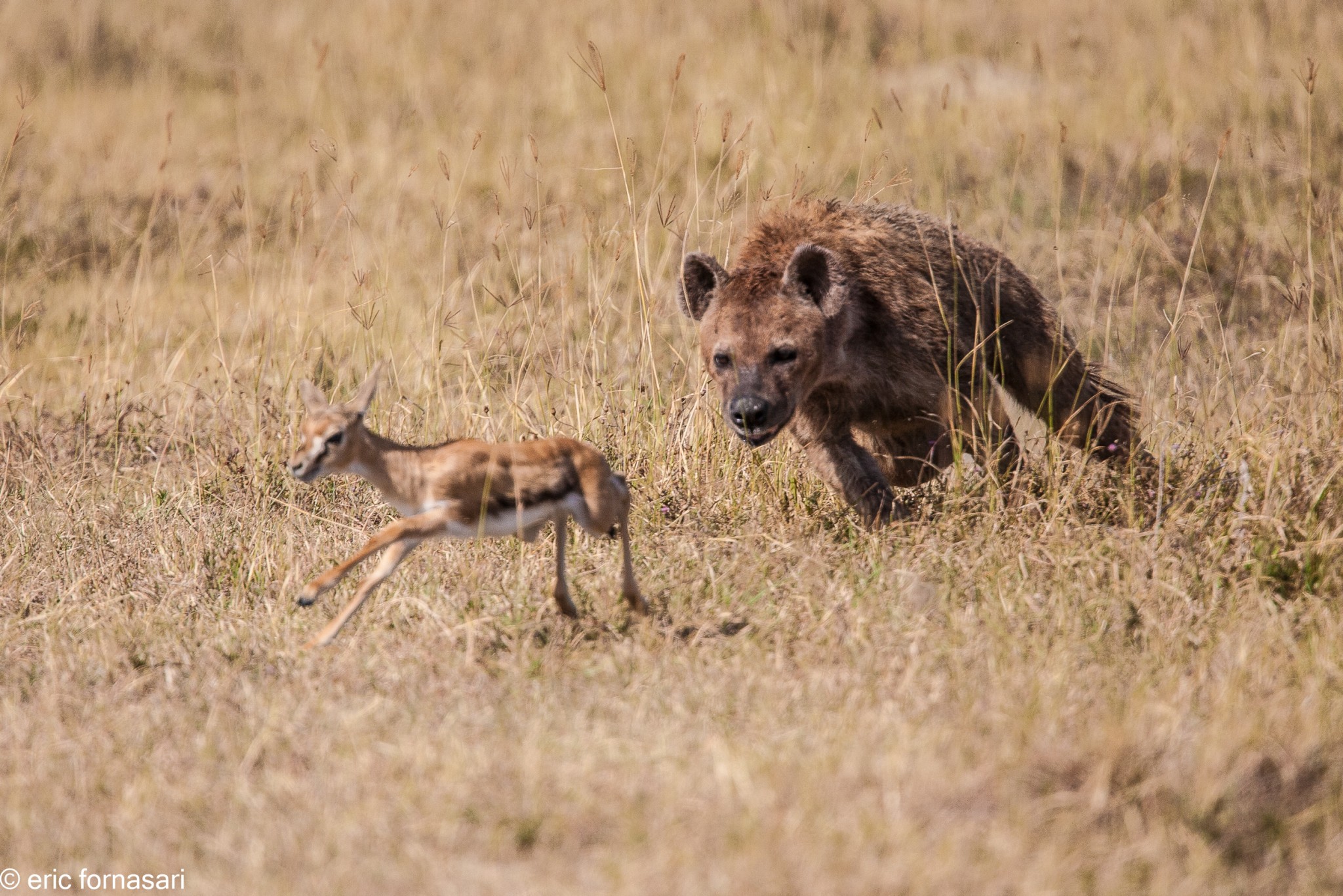 hyène---ngorongoro-17-juin-2011-2-44.jpg