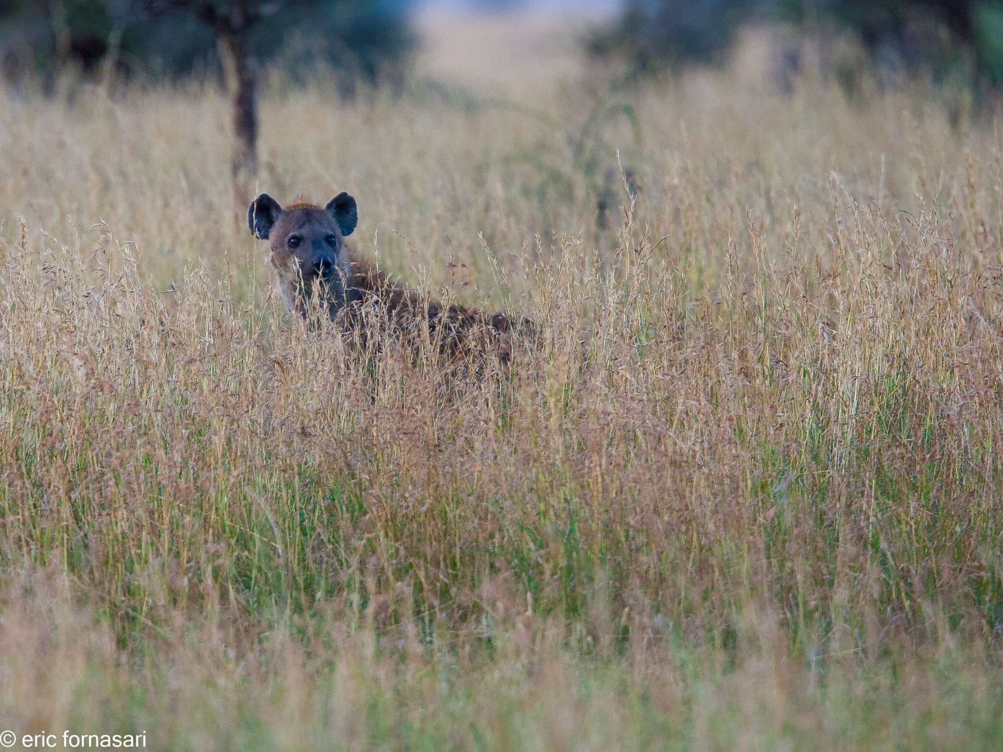 hyène---serengeti-18-juin-2011-58.jpg