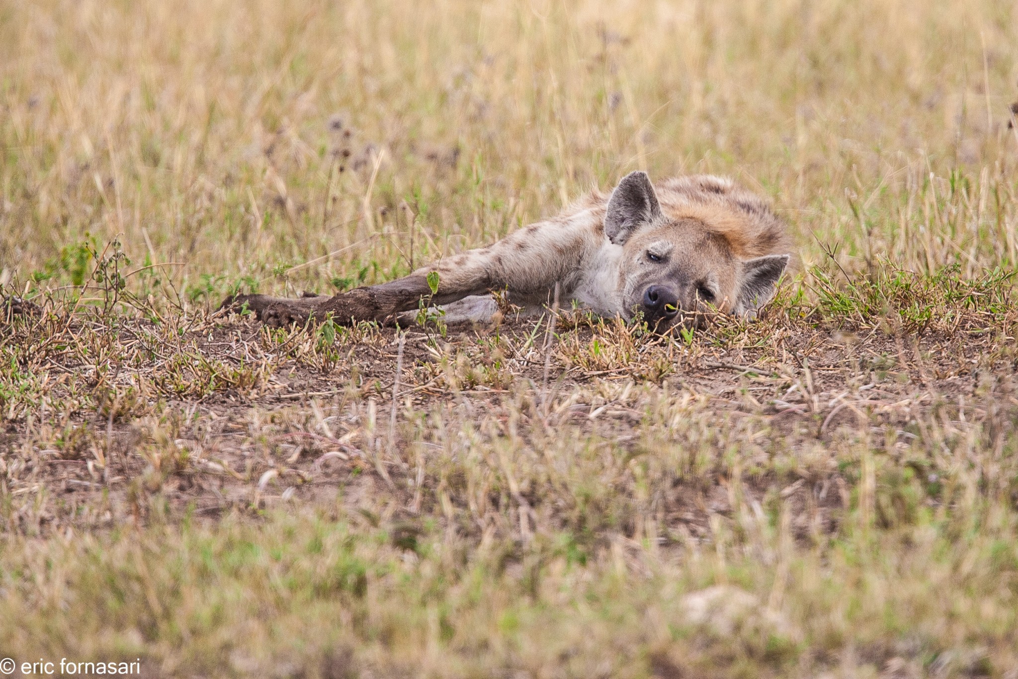 hyène---serengeti-19-juin-2011-72.jpg