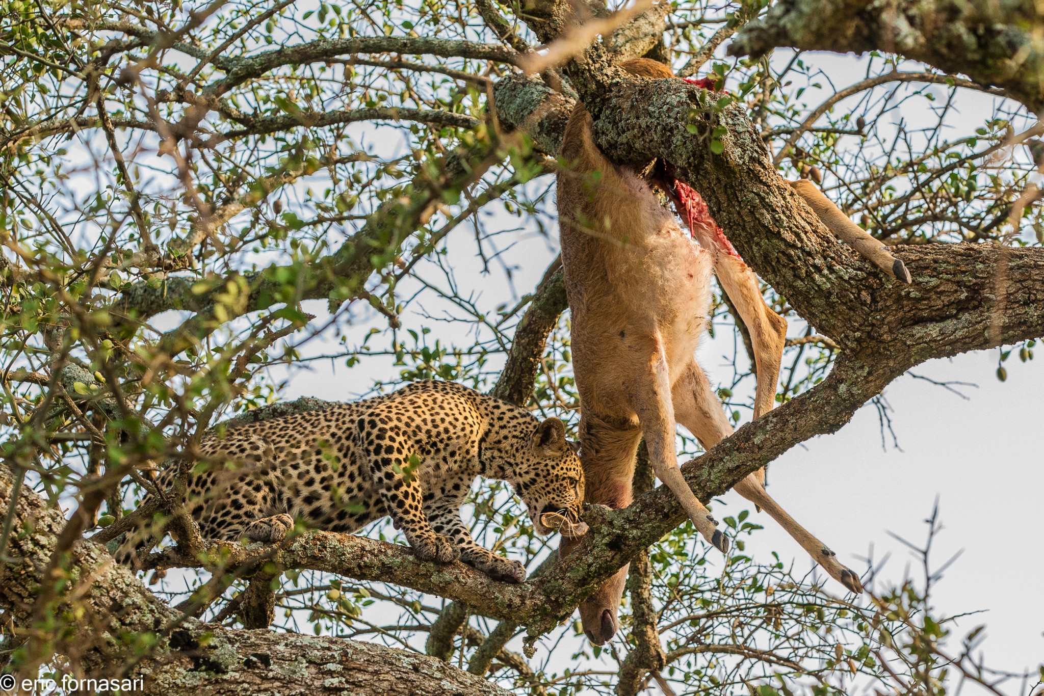 leopard---serengeti-20-juin-2011-13-82.jpg