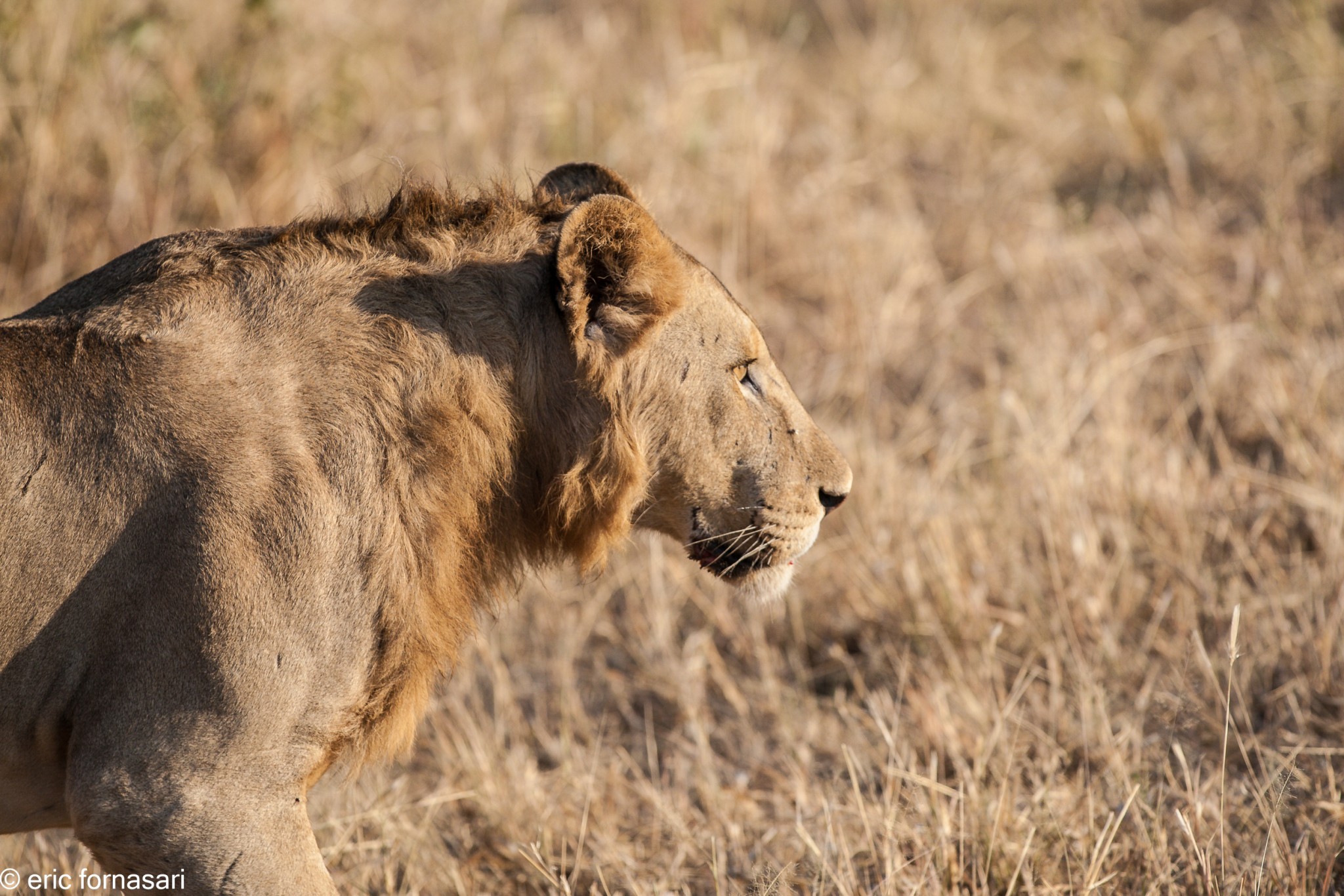 lion---tarangire-16-juin-2011-10-37.jpg