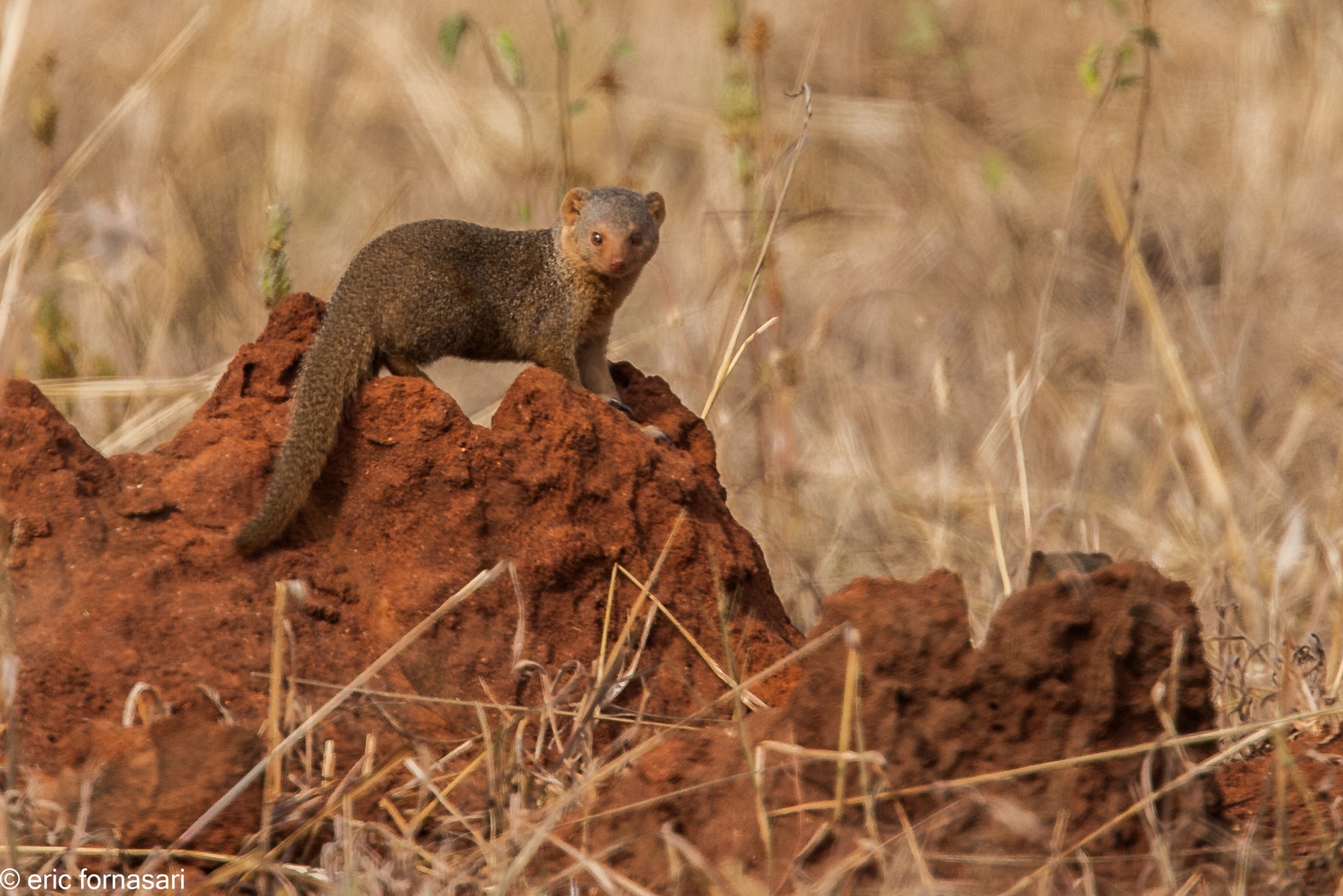 mangouste-naine---tarangire-15-juin-2011-3-14.jpg