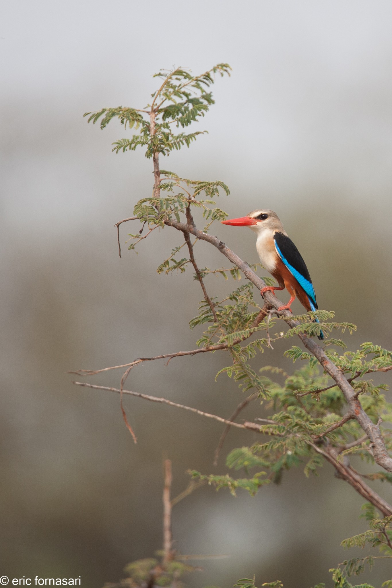 martin-chasseur-a-tete-grise---serengeti-20-juin-2011-1-86.jpg