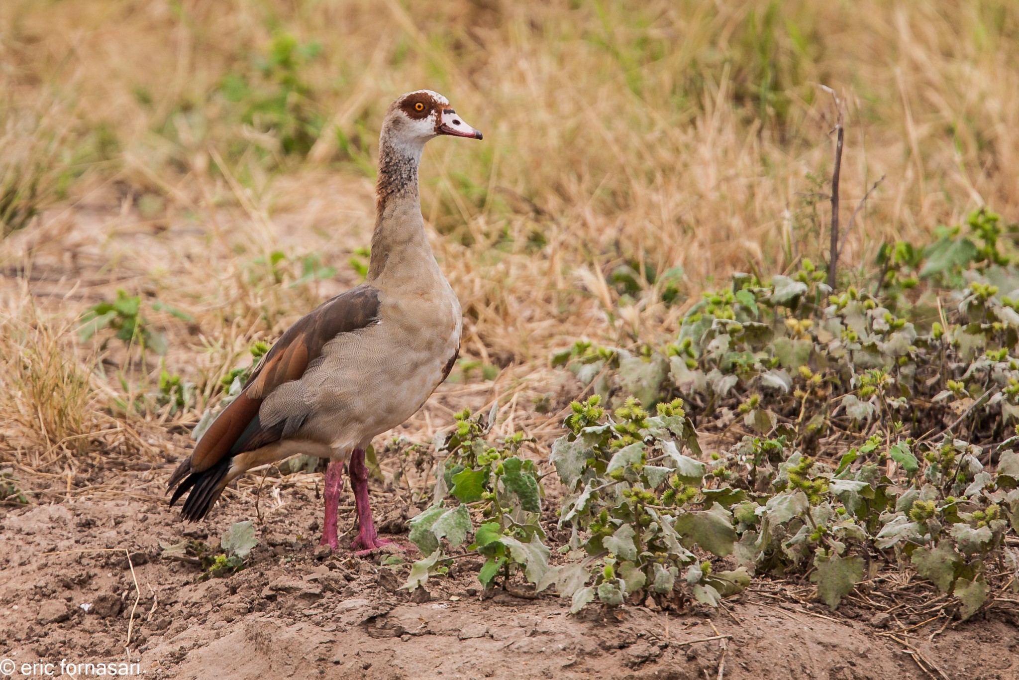 oie-du-nil---tarangire-15-juin-2011-1-24.jpg