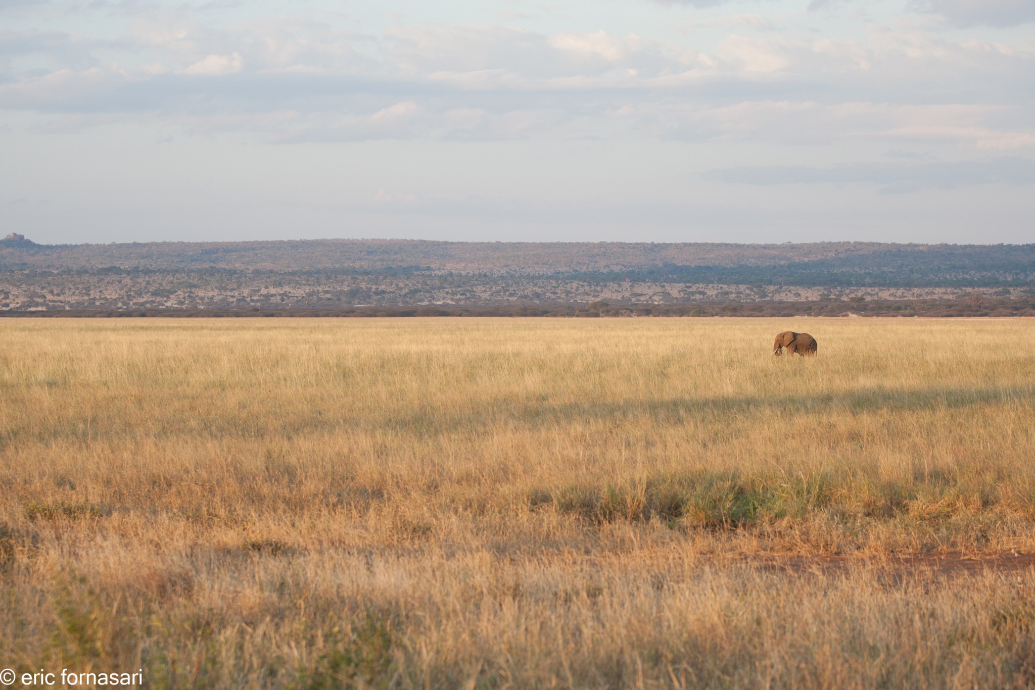 parc-de-tarangire-14-juin-2011-15-13.jpg
