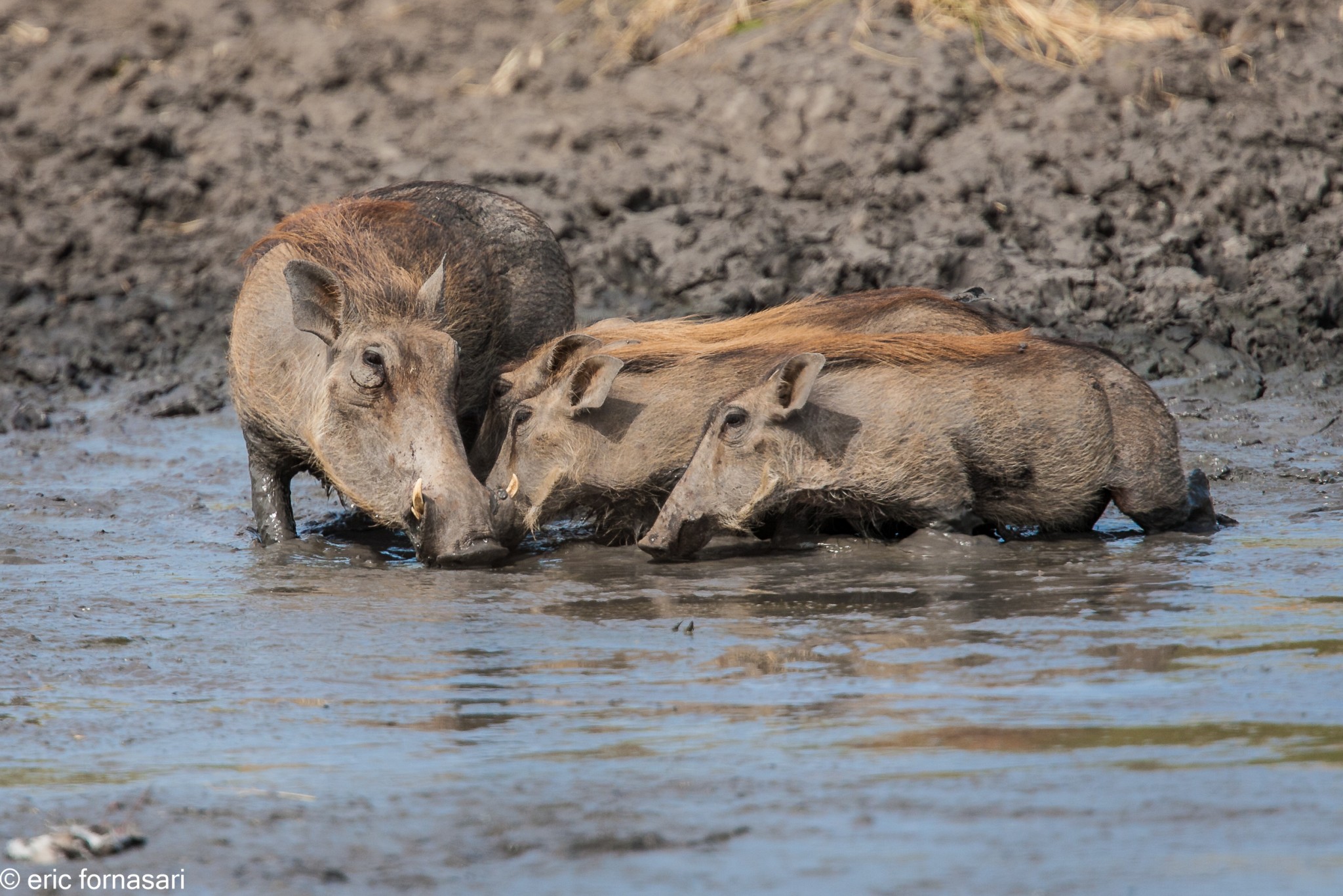 phacochère---tarangire-15-juin-2011-15-20.jpg