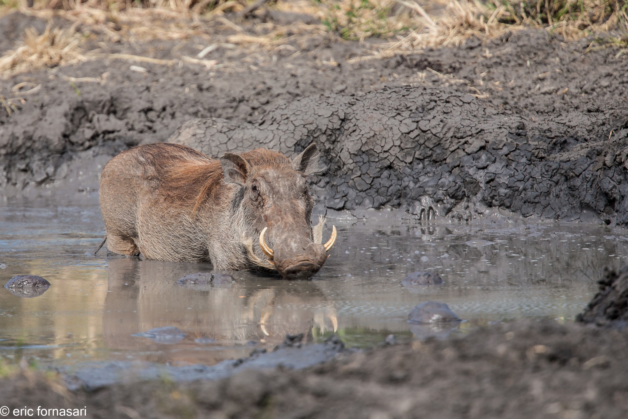 phacochère---tarangire-15-juin-2011-23-21.jpg