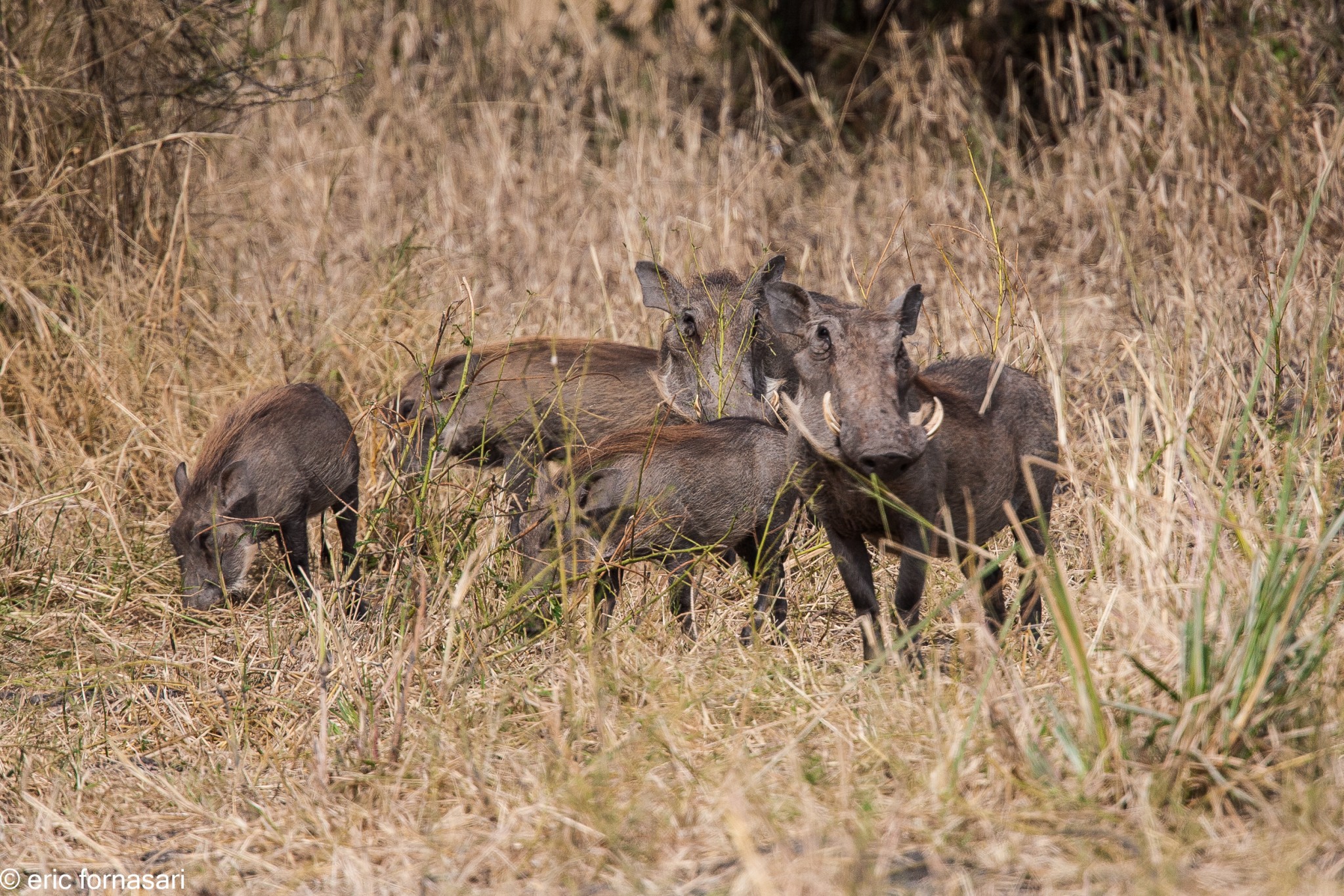 phacochère---tarangire-15-juin-2011-3-18.jpg