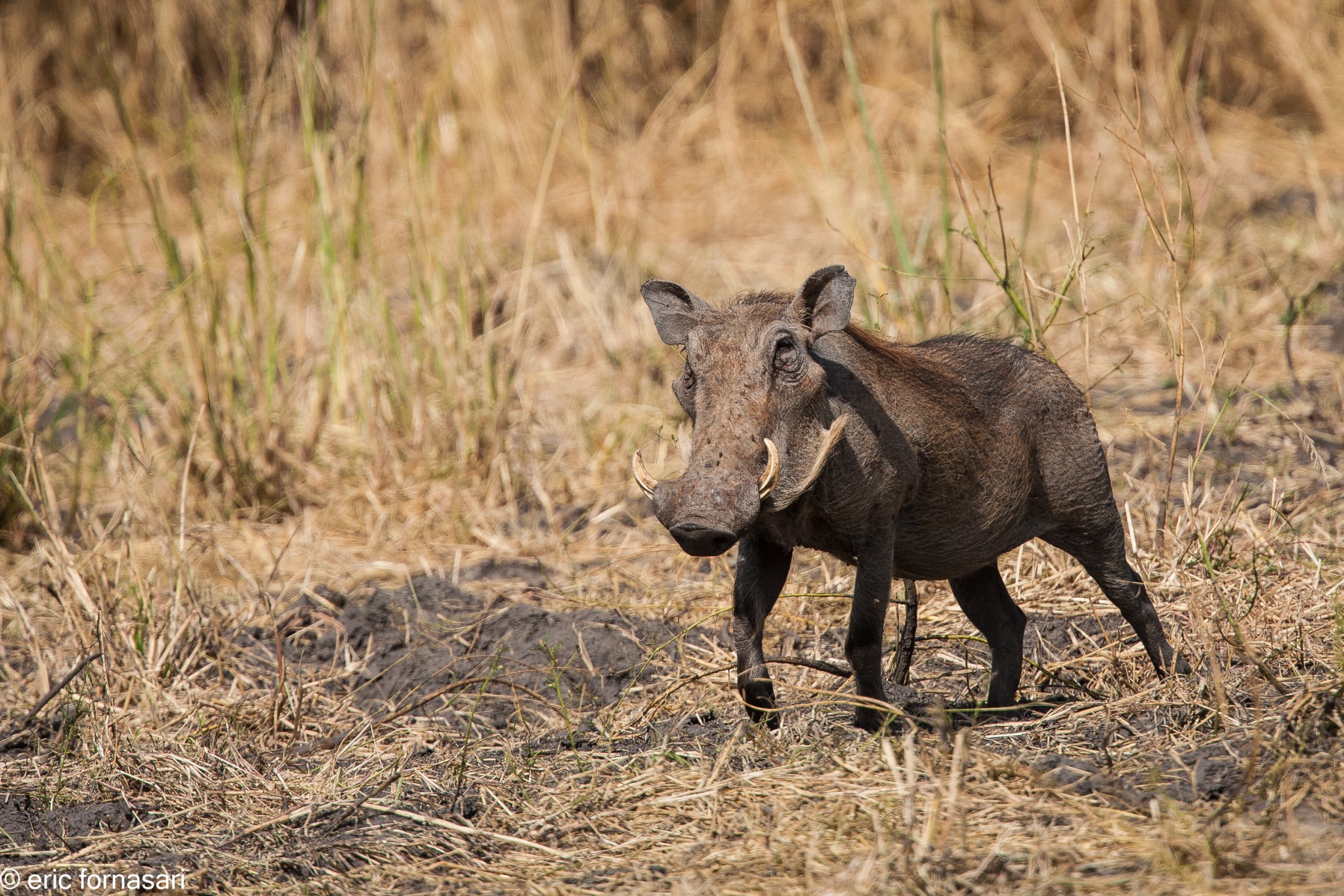 phacochère---tarangire-15-juin-2011-6-19.jpg