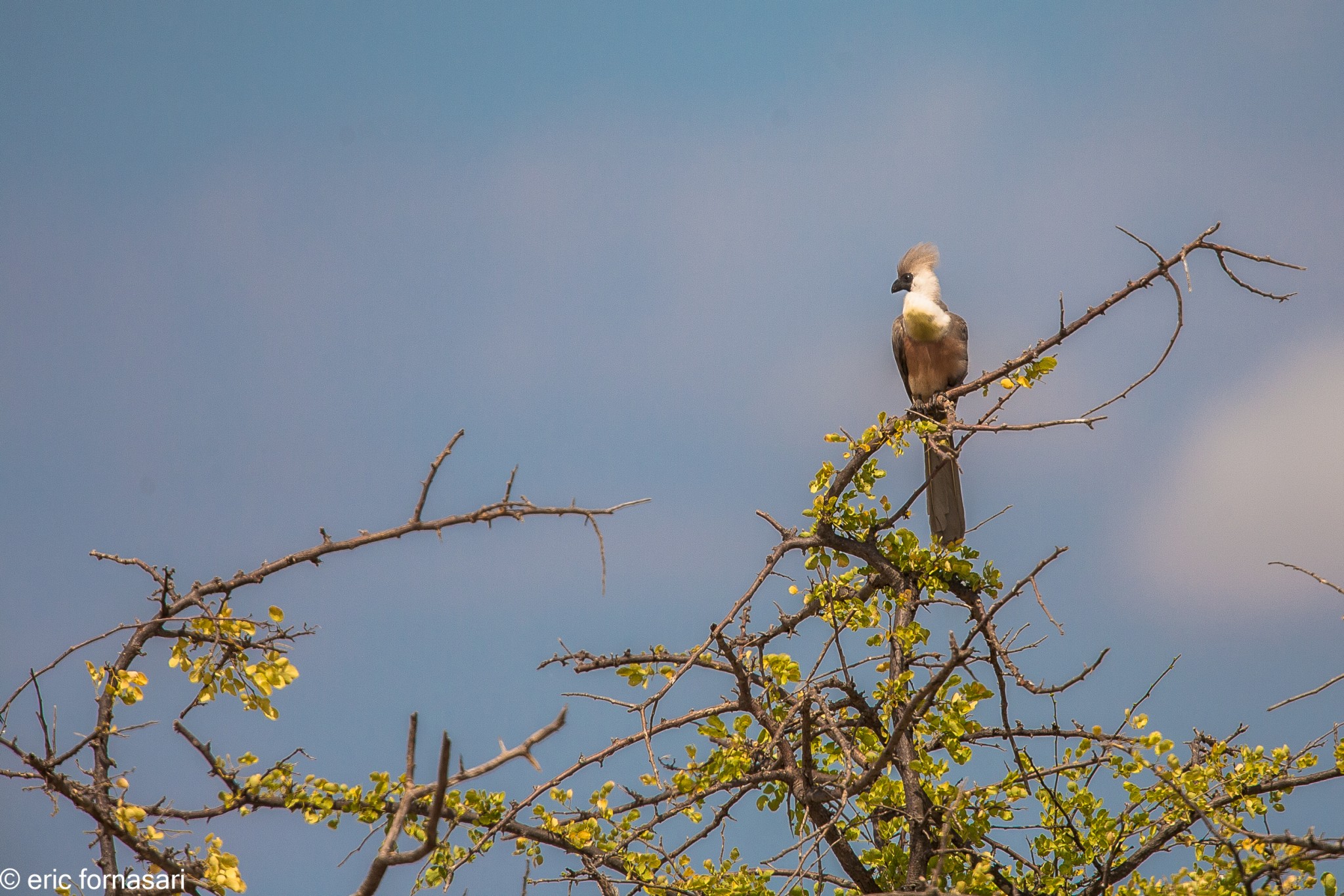 touraco-marsque---tarangire-15-juin-2011-10-30.jpg
