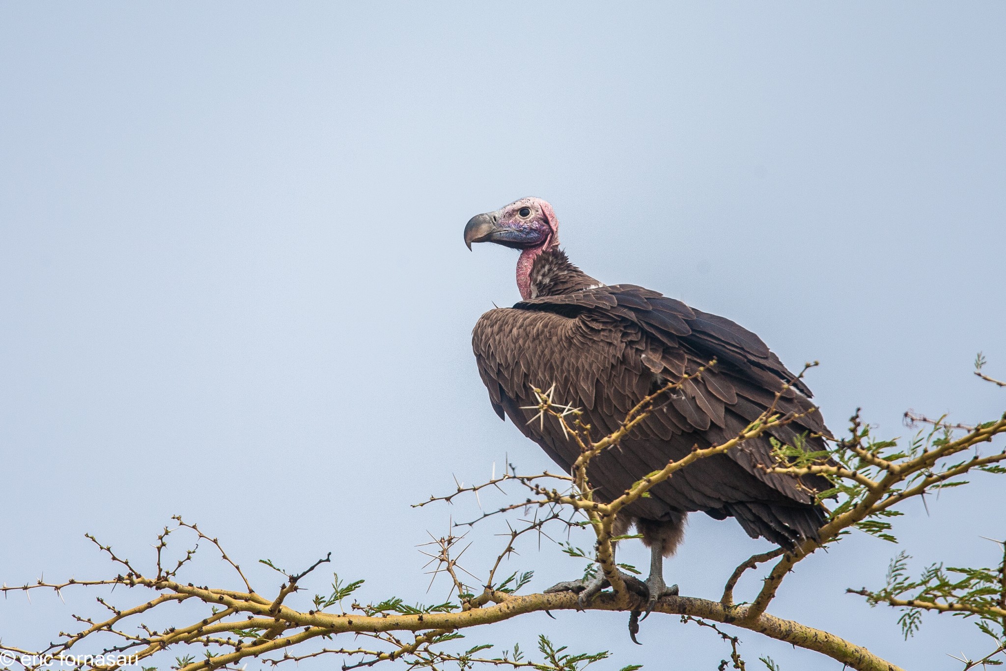 vautour-charognard---serengeti-19-juin-2011-3-69.jpg