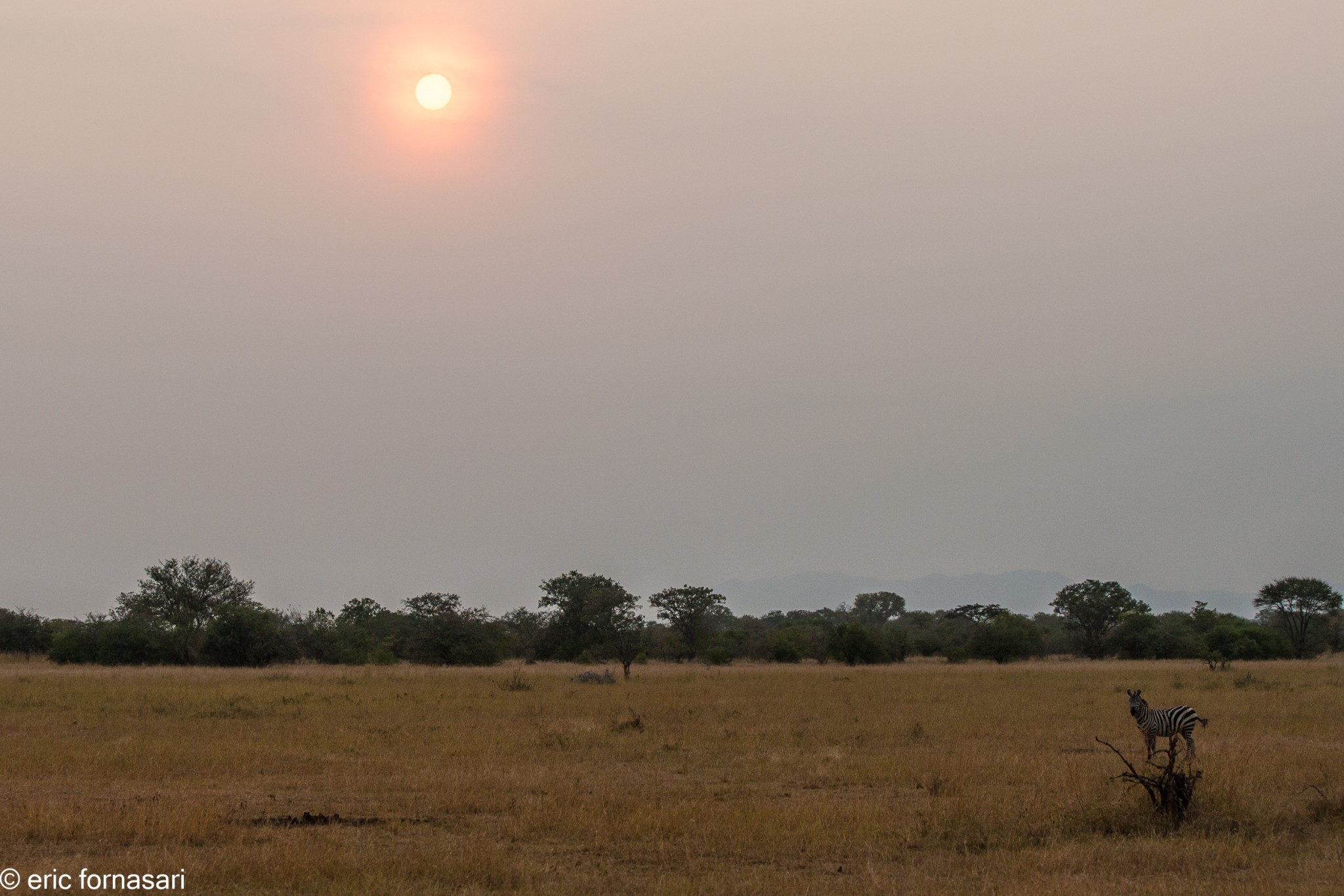 zebre---serengeti-20-juin-2011-52-89.jpg