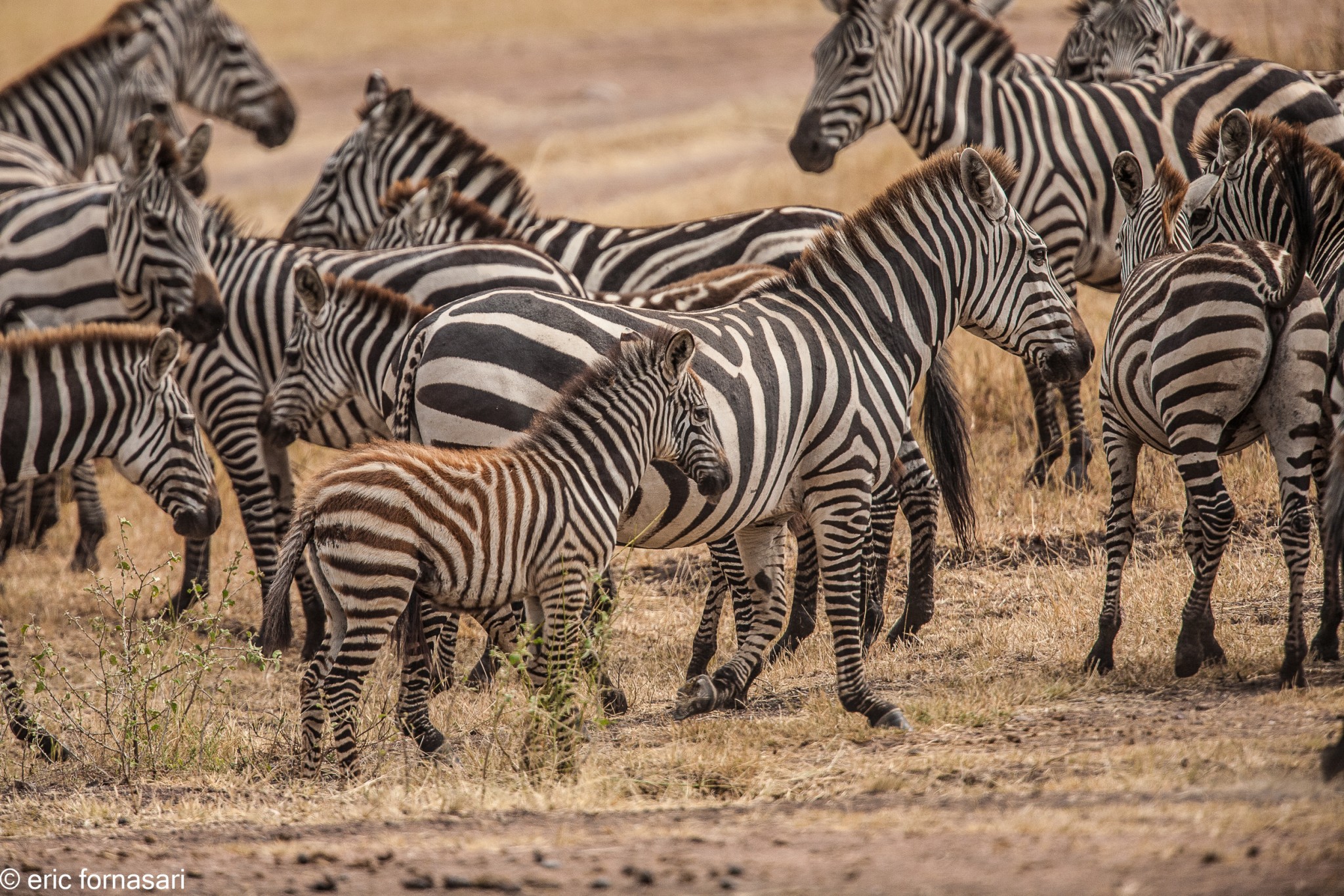 zebre---serengeti-20-juin-2011-58-84.jpg
