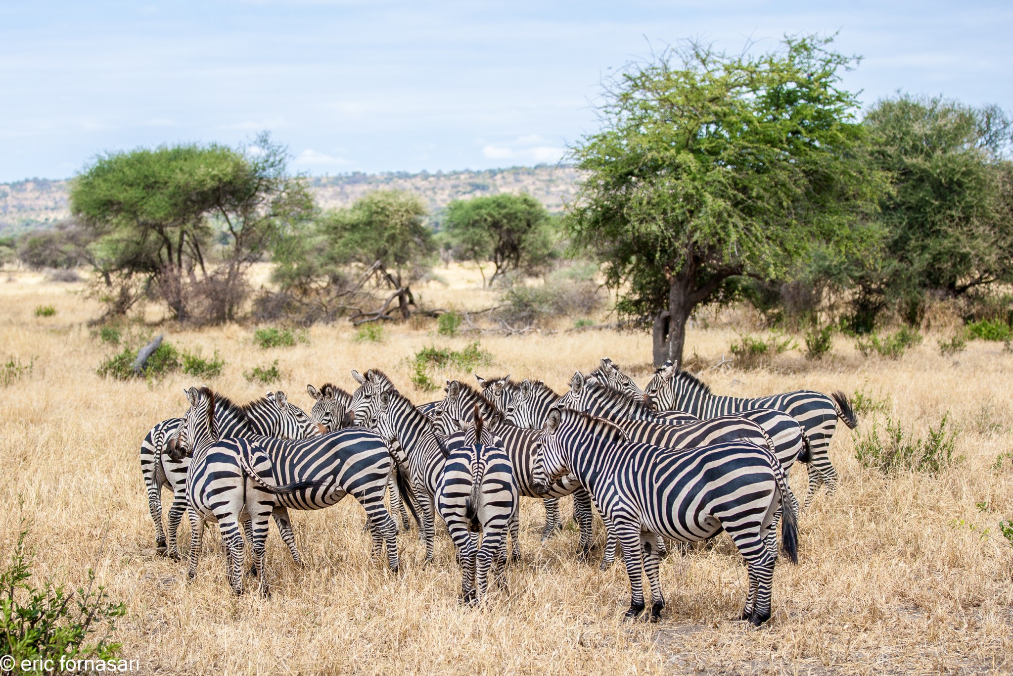 zebre---tarangire-15-juin-2011-9-25.jpg