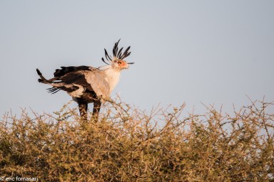 aigle-secrétaire---tarangire-14-juin-2011-9-9.jpg