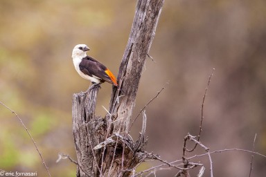 alecto-à-tête-blanche---serengeti-19-juin-2011-10-71.jpg