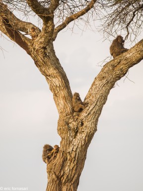 babouin---serengeti-19-juin-2011-1-75.jpg