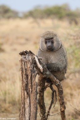 babouin---serengeti-19-juin-2011-10-77.jpg